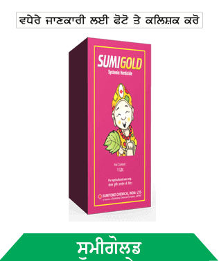 know about sumitomo sumigold in punjabi