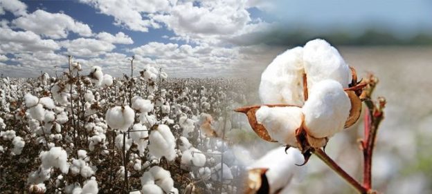 cotton farming frist image